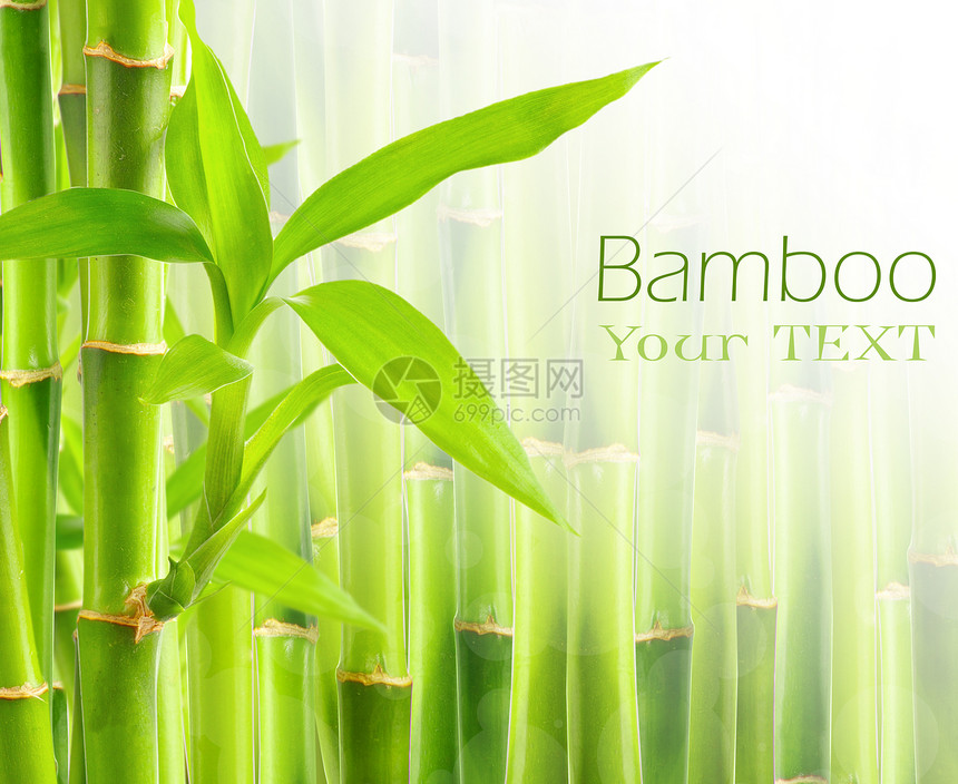 带复制空间的竹布背景运气生态生活园艺风水丛林文化环境竹子叶子图片