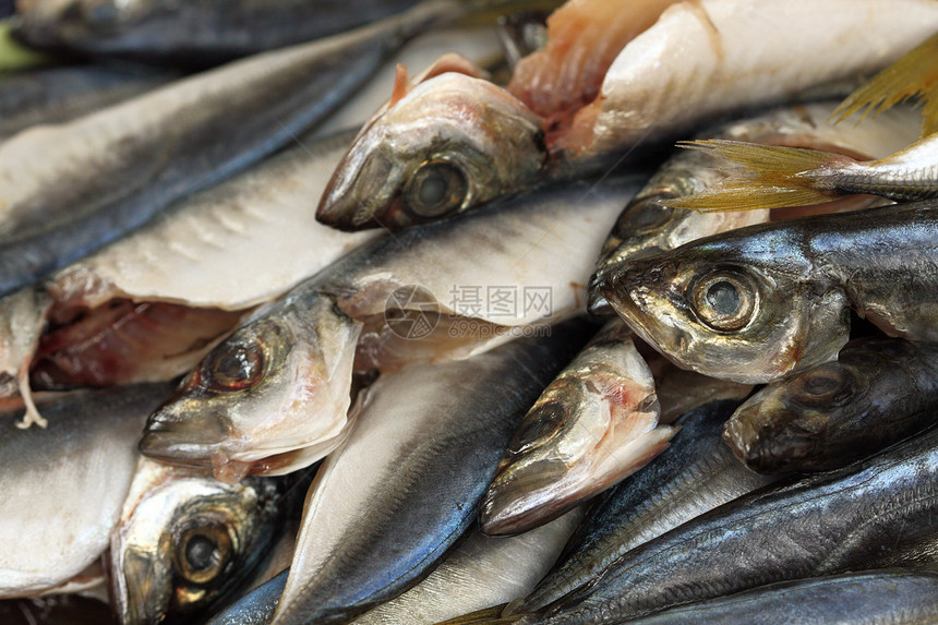 直肠蓝鱼营养水平海鲜食物皮肤内脏市场眼睛饮食桌子图片