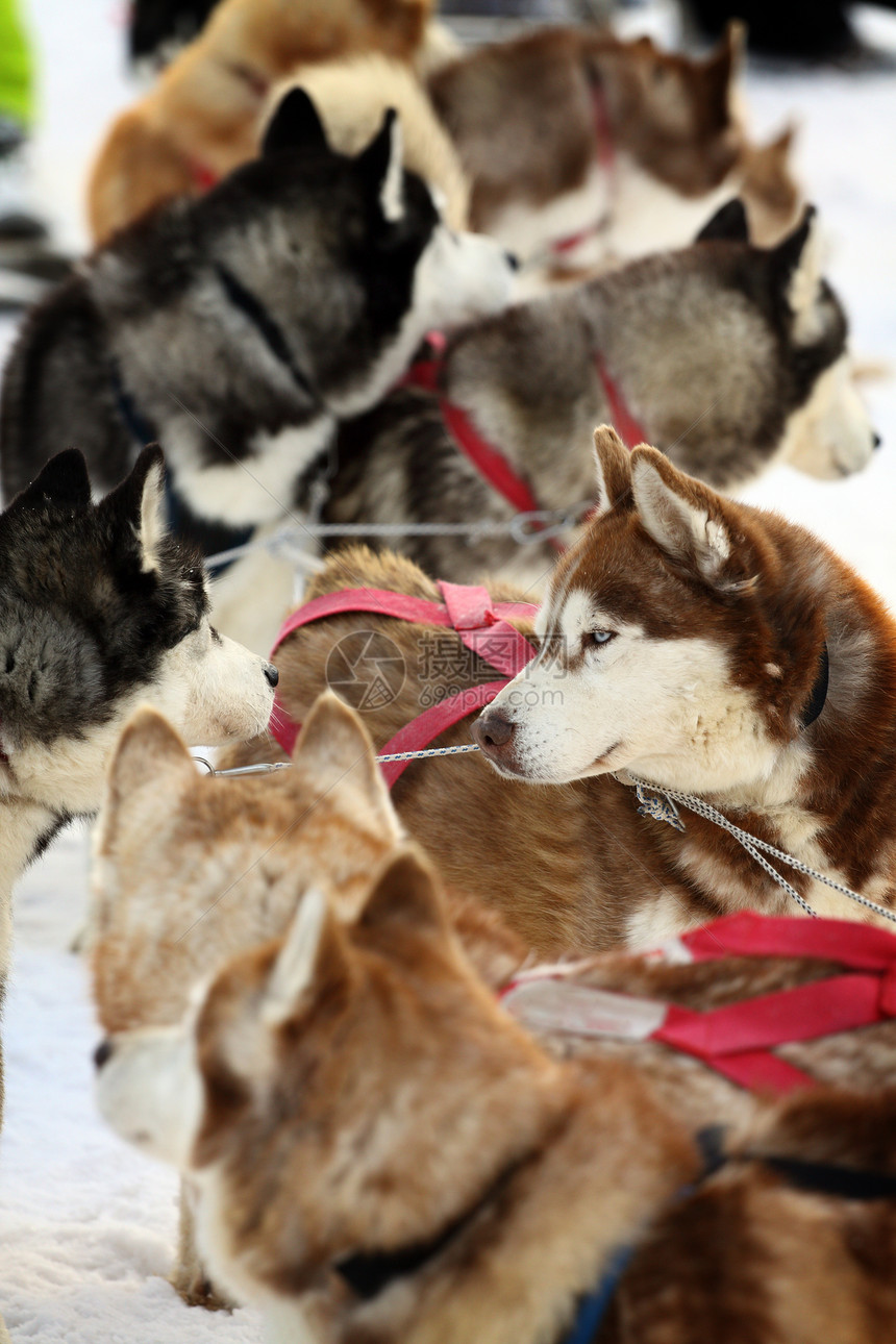西伯利亚雪橇犬白色动物毛皮运动哺乳动物雪橇犬类宠物团队朋友图片