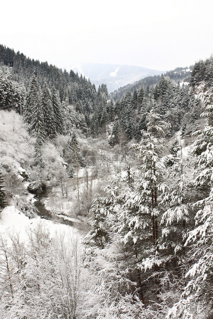 冬季风景季节木头童话白色天气国家森林降雪图片