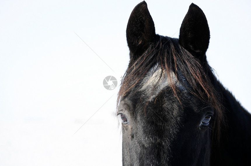 黑马头耳朵鬃毛家畜骑术黑色国家牧场条纹马力运动图片