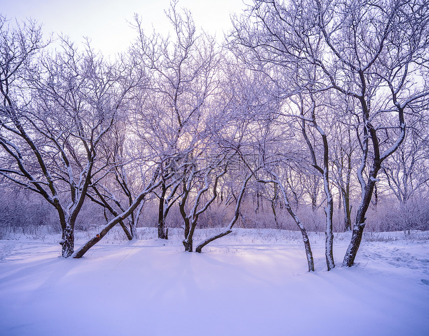 寒冷的雪中冬季森林 阳光照耀着树木图片
