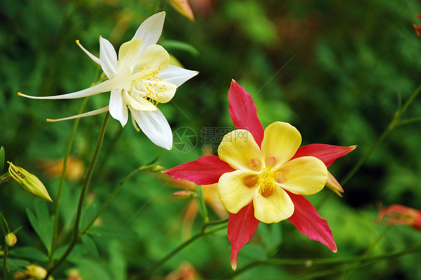 科伦本花花植物学植物绿色花园植物群花瓣园艺图片