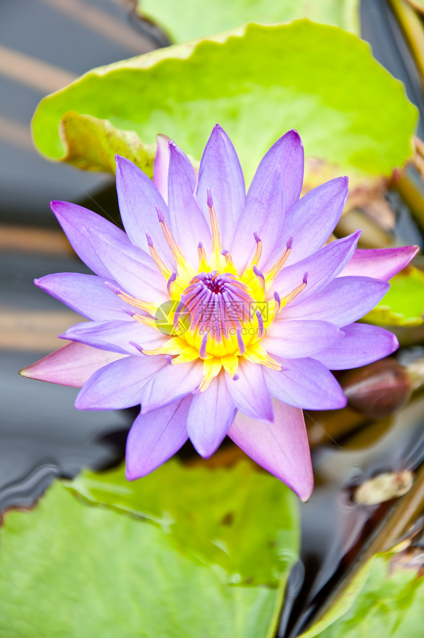 紫罗玉花瓣紫色植物学植物热带美丽花园宏观百合粉色图片