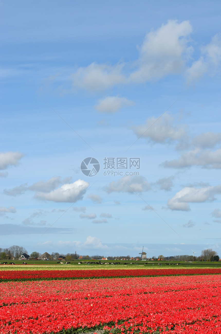 荷兰的郁金香和风车灯泡地标花朵红色花园场地农业图片