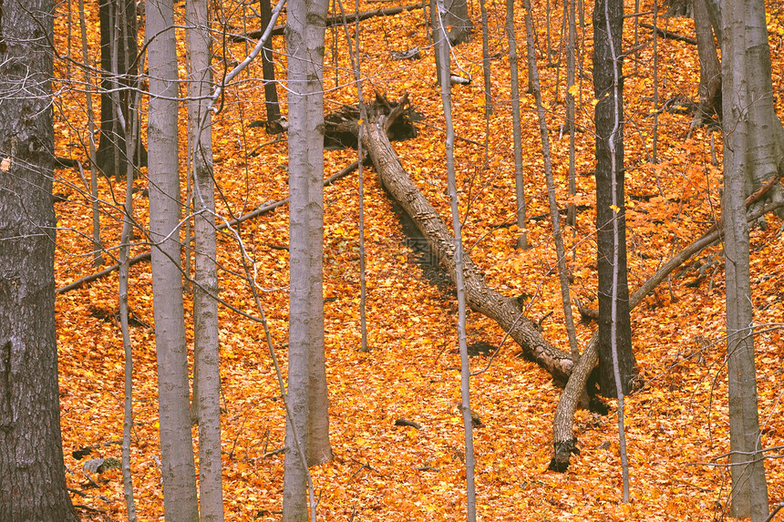 棕色地毯林叶图片