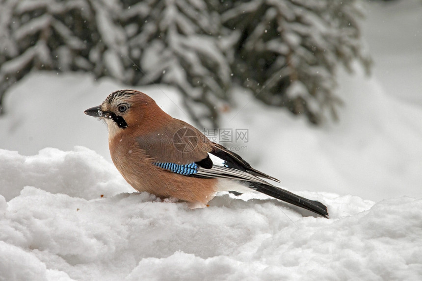 欧亚Jay坐在雪中荒野鸟类翅膀冻结羽毛动物动物群森林蓝色野生动物图片