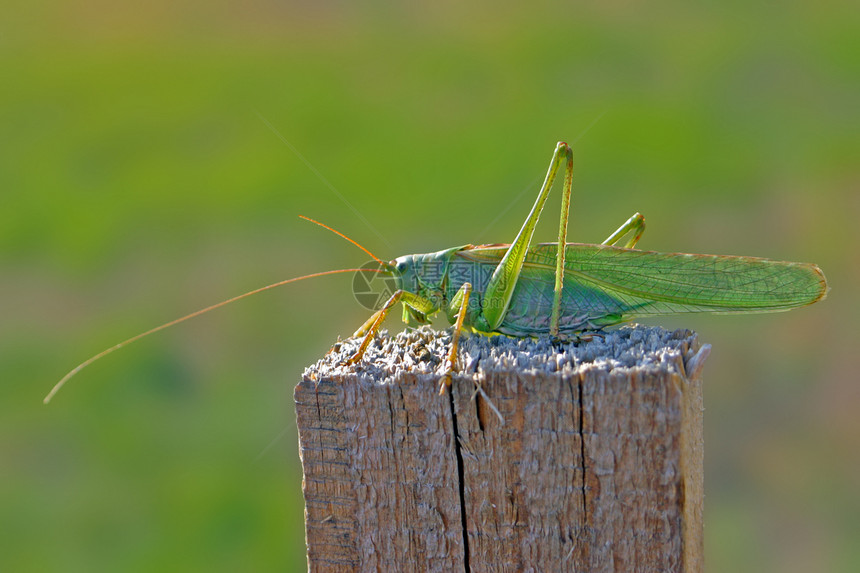 蝗灾甲虫料斗眼睛天线生物宏观翅膀叶子昆虫学绿色图片