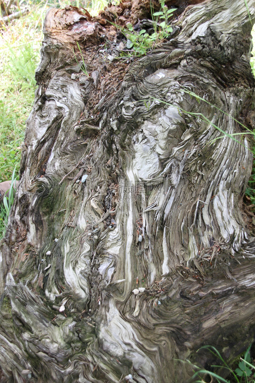 科尔特植物叶子木材树木森林生态木头生活环境生长图片