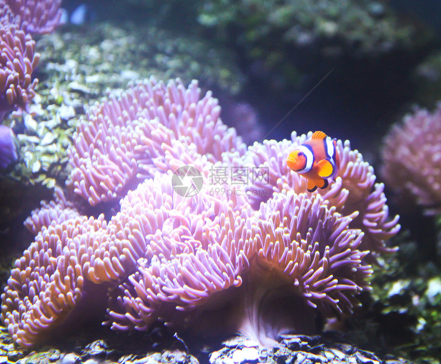 水族馆中的珊瑚礁和热带鱼类生物环境热带鱼多样性太阳光海洋海绵蓝色荒野珊瑚图片