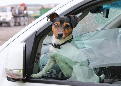 一只狗从车窗外望出来背景图片
