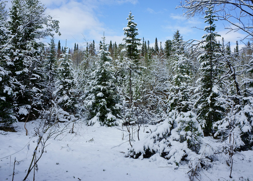 树林里的雪花图片