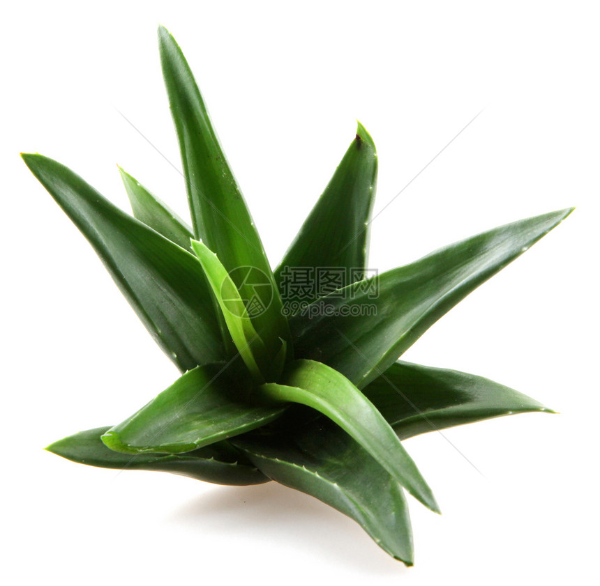 白上隔离的 Aloe vera 植物护理生长治愈草本植物果汁愈合化妆品芦荟花叶子皮肤图片