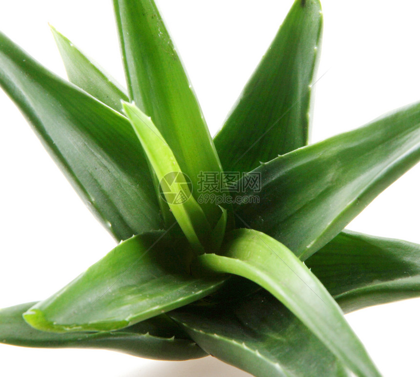 白上隔离的 Aloe vera 植物治愈药品皮肤草本植物化妆品护理果汁芦荟宏观生长图片