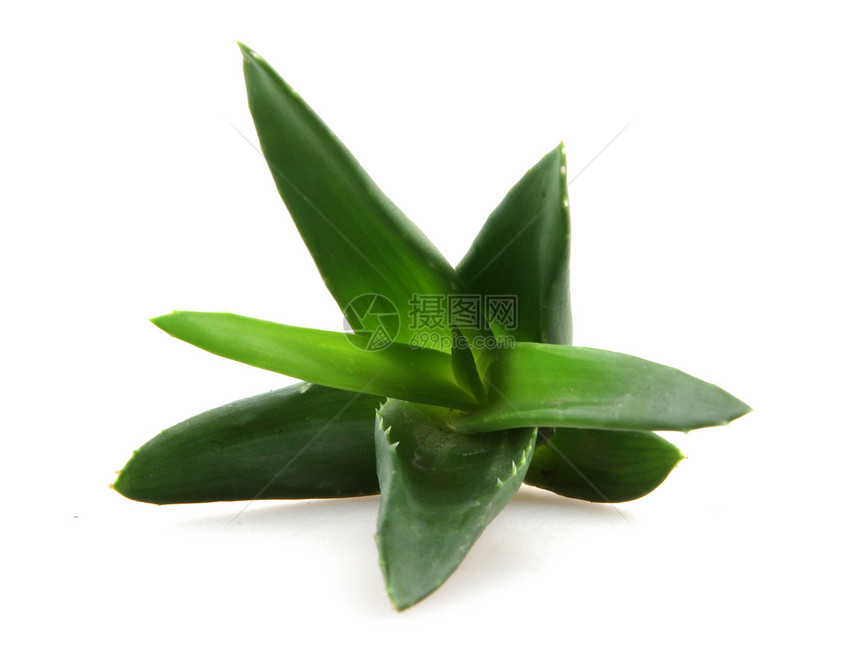 白上隔离的 Aloe vera 植物皮肤治愈草本植物芦荟花果汁生长药品叶子化妆品护理图片