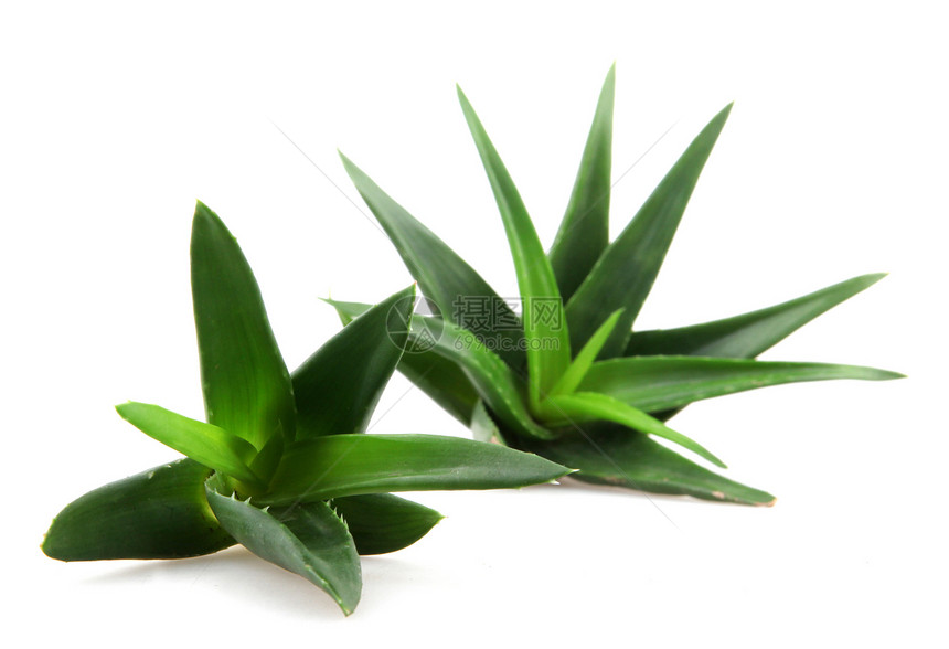 白上隔离的 Aloe vera 植物愈合芦荟叶子化妆品护理生长皮肤植物学果汁草本植物图片