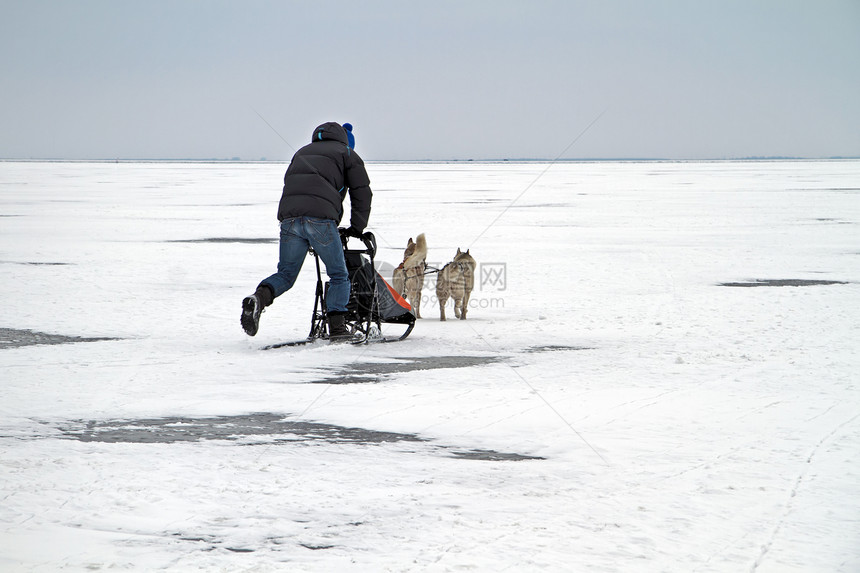 荷兰冬季冰冻的IJSselmeer轮滑雪男人雪橇哺乳动物运输跑步白色动物农村运动冒险图片