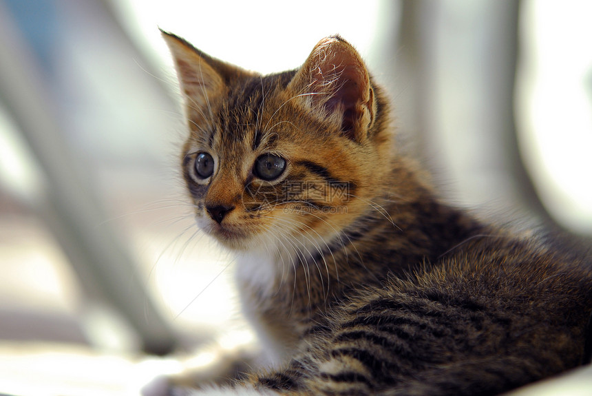 好奇的条纹小猫活动棕色折叠猫咪游戏宠物眼睛图片