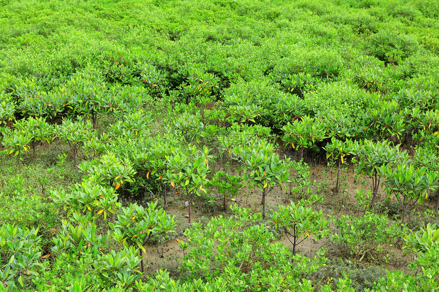 红树林野生动物森林植物河口沼泽根茎树木叶子海洋热带图片