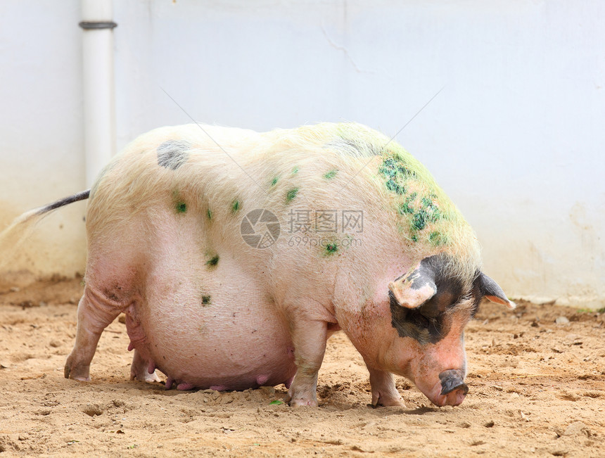 猪小狗黑色粉色农场熏肉鼻子猪肉图片