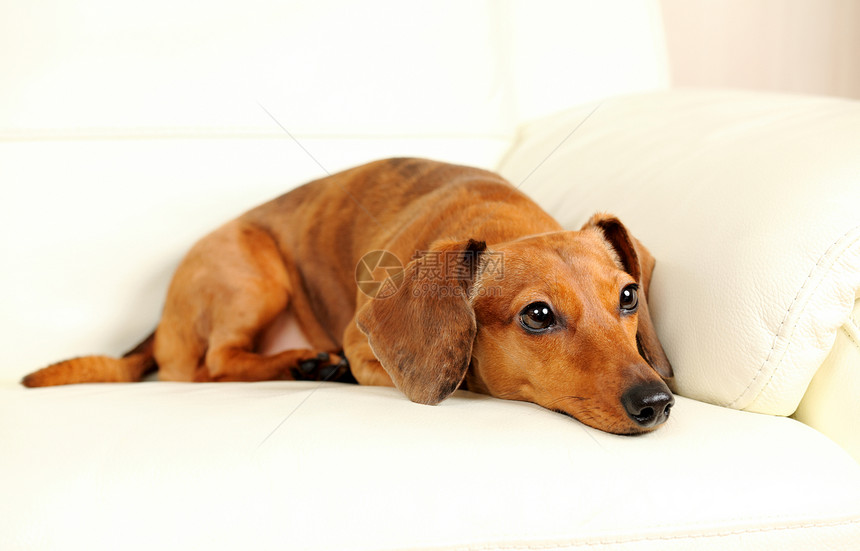 沙发上的达尚狗朋友爸爸犬类儿子伴侣小狗亲戚们动物白色食肉图片