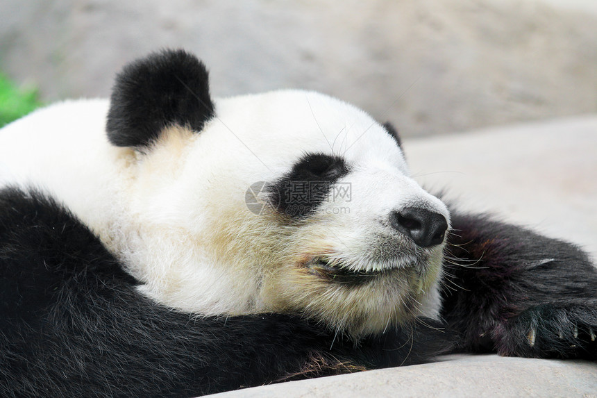 睡觉熊猫文化音乐环境荒野绿色幼兽野生动物黑色公园主义者图片