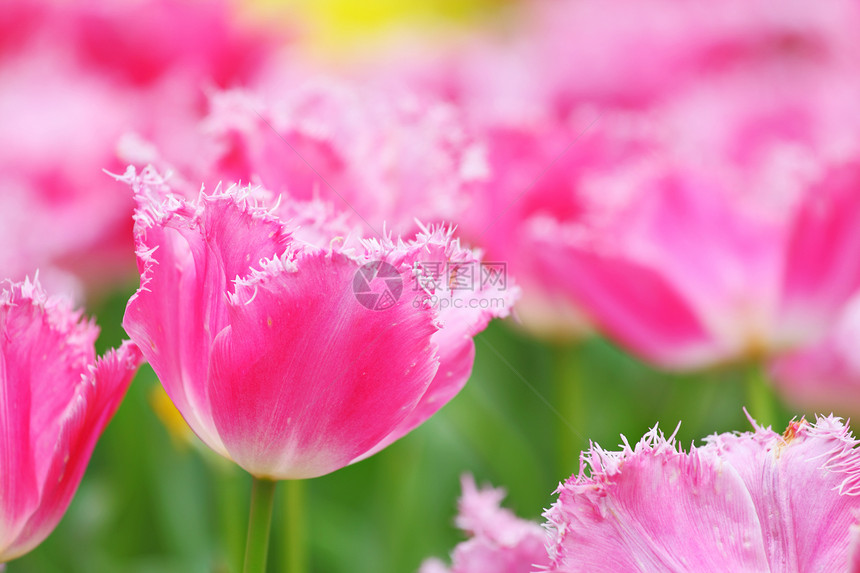 花田中的郁金香叶子植物活力黄色花瓣花园球状白色粉色园艺图片