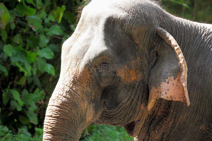 大象动物棕色皮肤濒危耳朵隐藏女性黑色荒野动物园图片