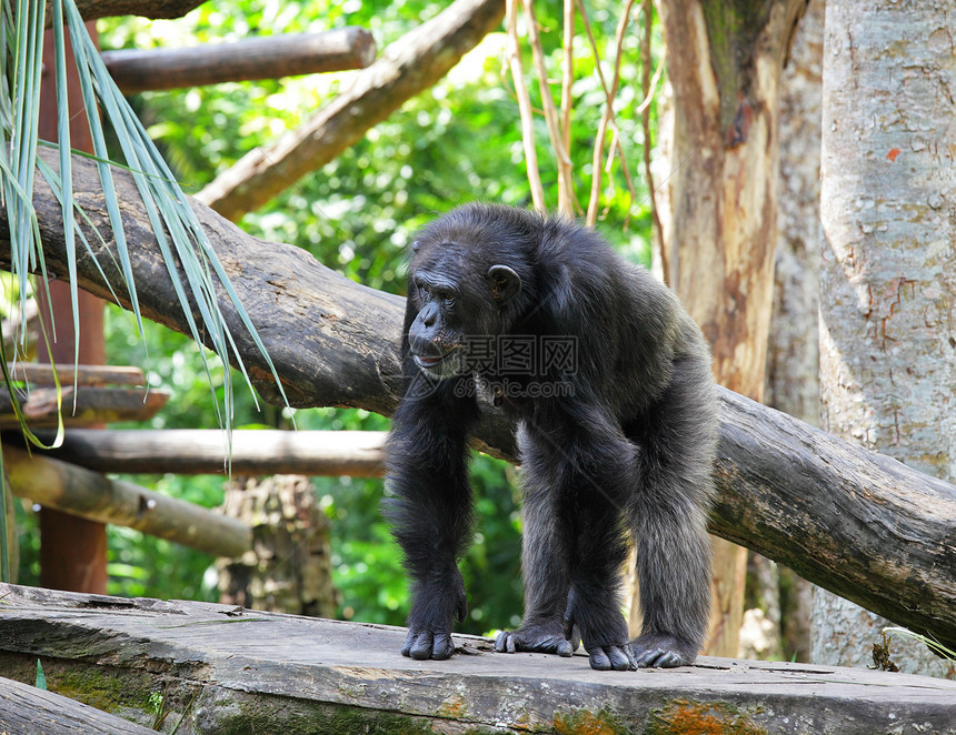 黑猩猩森林哺乳动物动物野生动物吸引力避难所水果祖先濒危栖息地图片