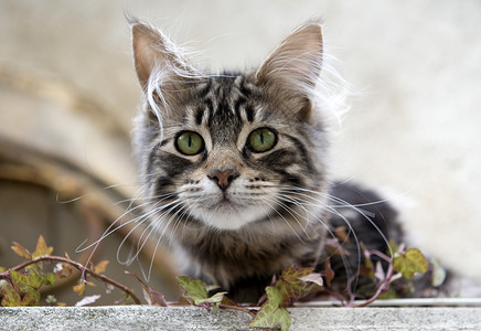 绿色的眼睛灰猫灰色眼睛动物虎斑绿色野猫宠物背景
