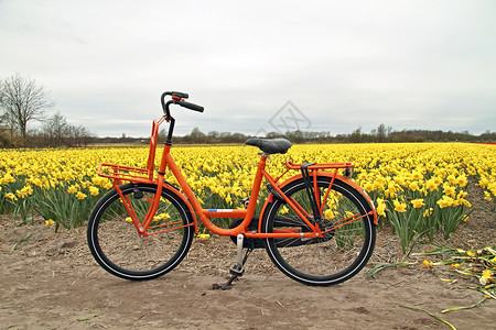 荷兰的橘橙色自行车和花卉田高清图片