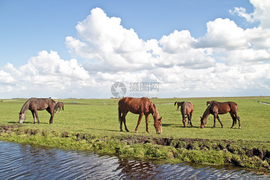 从荷兰到农村放牧的马匹 来自荷兰哺乳动物阴影牧场场地动物风景晴天土地蓝色国家图片