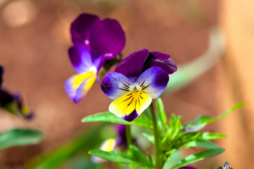 Violas和Pansies 特写在花园里图片