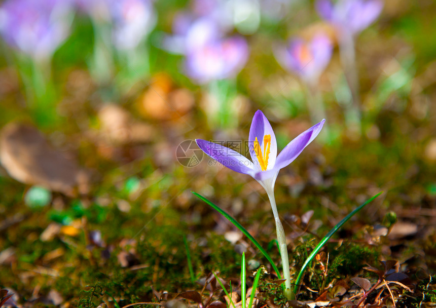 春紫花花发芽叶子白色地面公园紫色园艺花园投标藏红花图片