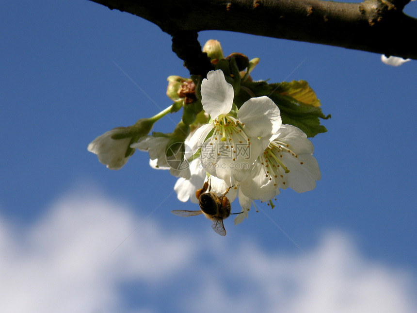 樱花上的蜜蜂翅膀蜂蜜白色动物季节漏洞天空黄色蓝色季节性图片