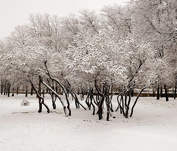 克里沃罗格下雪时的百合花背景