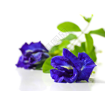 蝴蝶梨绿色草本植物蓝色三叶草植物群白色草本背景图片