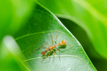 蚂蚁模仿蜘蛛     雄性高清图片