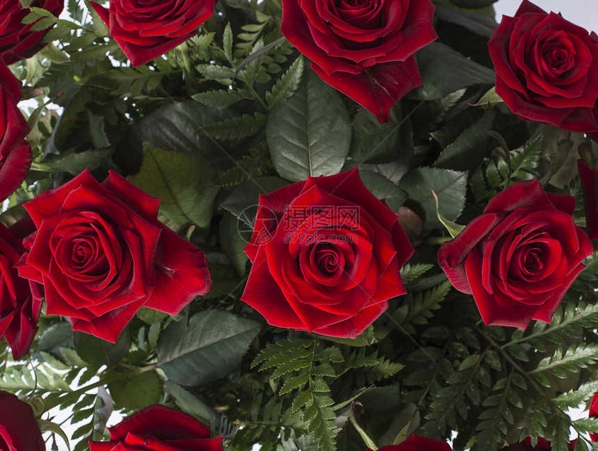 红玫瑰庆典植物群花朵植物展示手势花瓣叶子花园念日图片