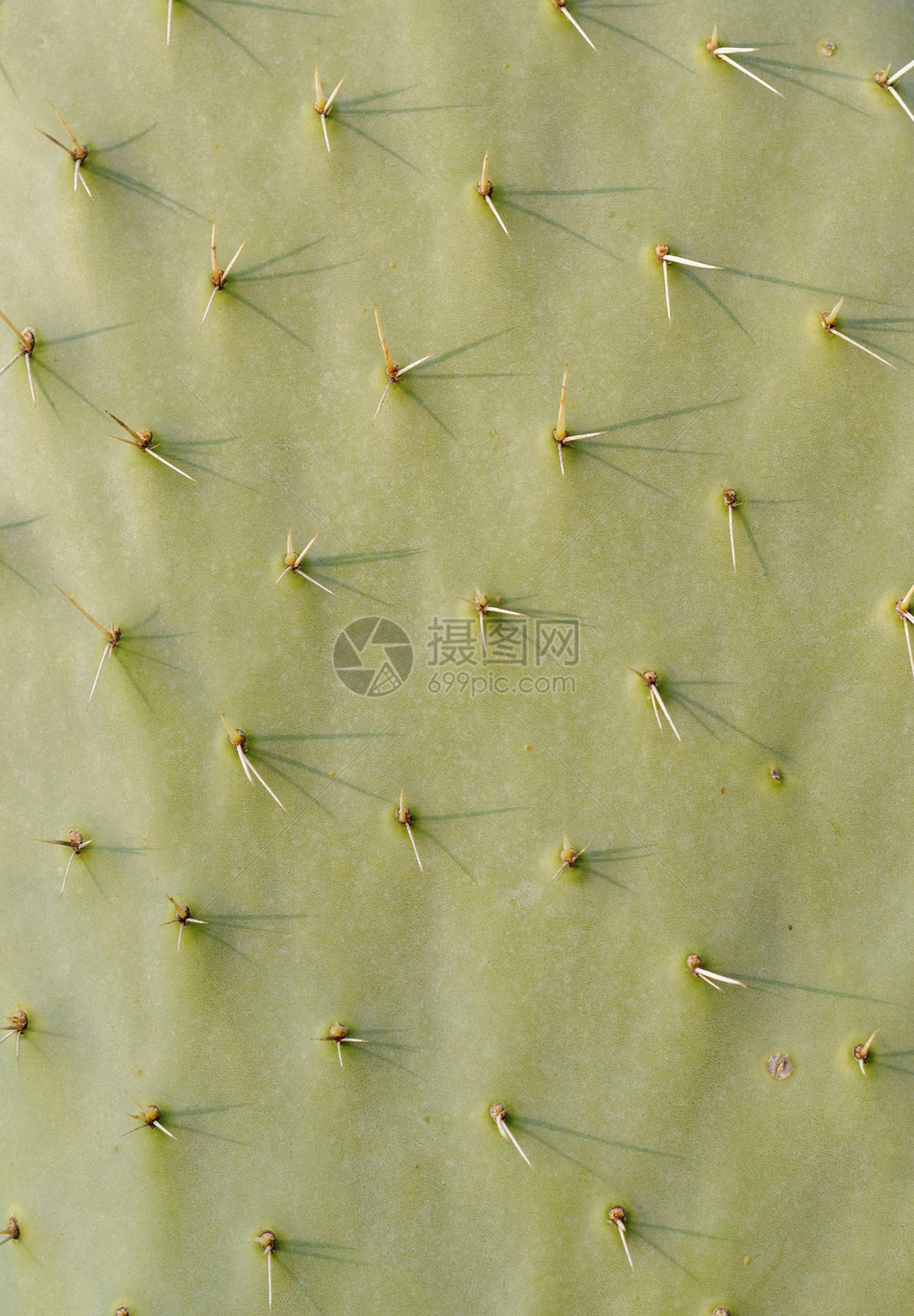 Cactus 纹理植物干旱绿色叶子荆棘植物群图片