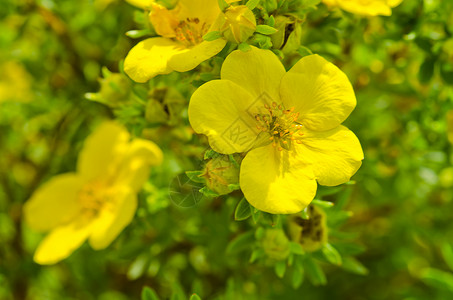 Oenothera 环自然牛粪稻草春花疗法月见草花束落日草本植物救命背景图片