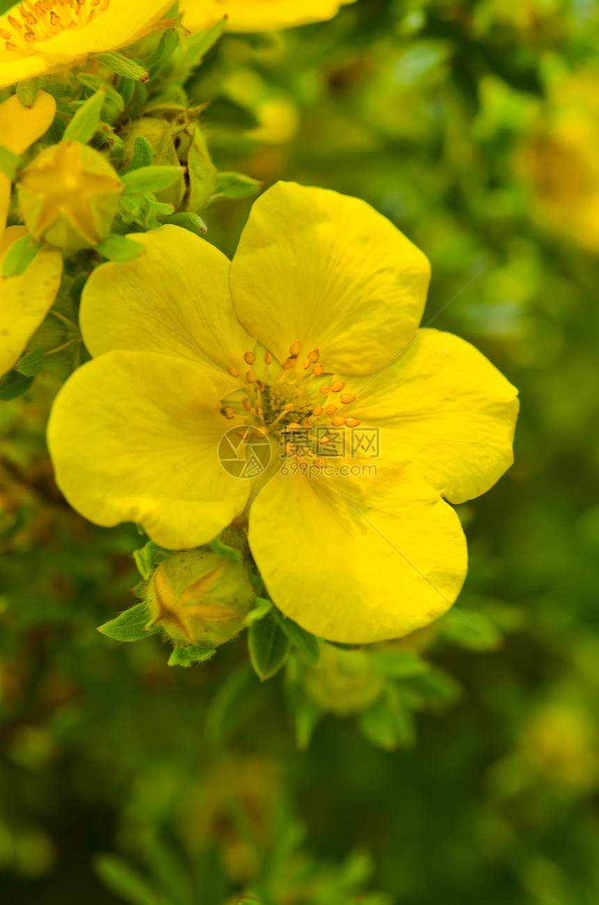 Oenothera 环月见草花园花束自然草本植物疗法植物春花植物群救命图片