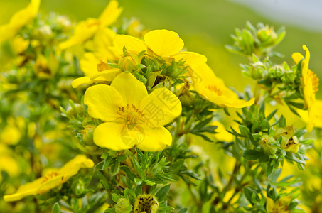 Oenothera 环花朵花园疗法植物药品春花植物学叶子月见草救命背景图片