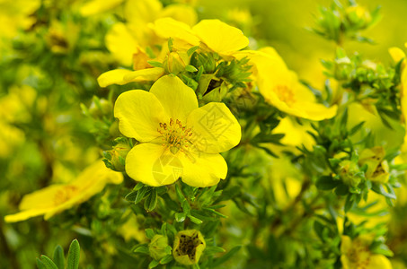 Oenothera 环牛粪草本植物花园植物学落日疗法月见草植物救命药品背景