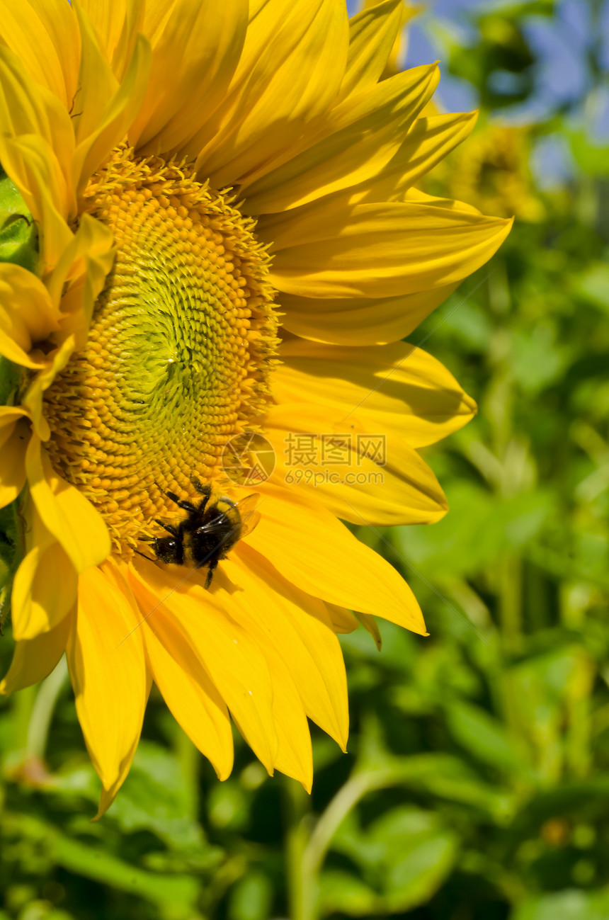 向日葵昆虫花园农场生态植物群太阳蓝色花朵农业晴天图片