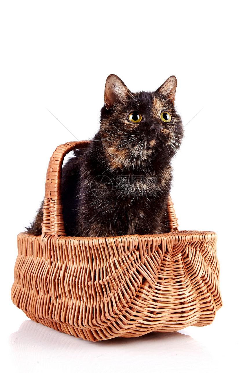 猫在一篮子里脊椎动物柳条好奇心虎斑猫咪小猫哺乳动物爪子猫科动物食肉图片