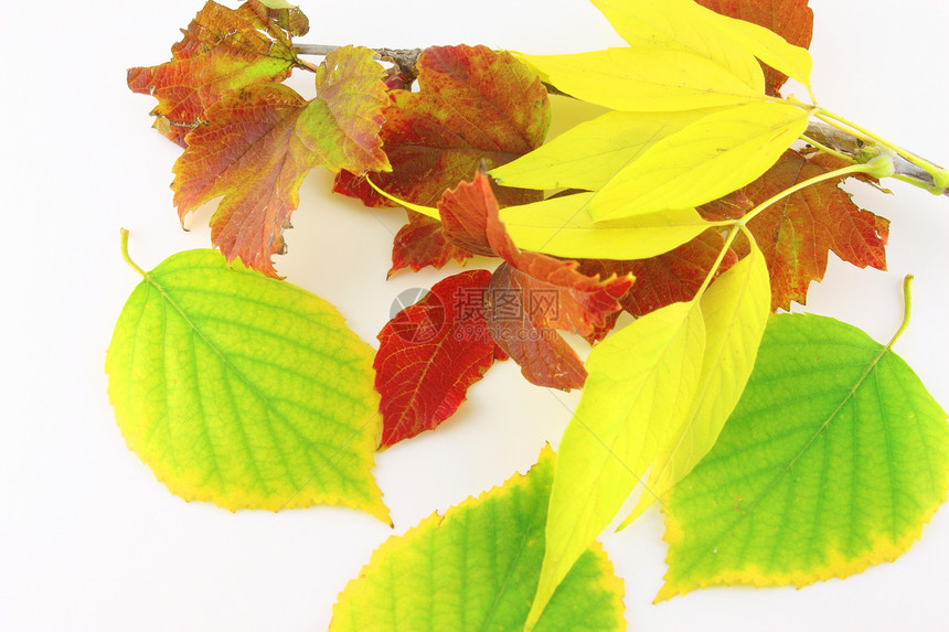 带秋色叶叶的斜纹叶子棕色黄色白色季节红色树木植物团体绿色图片