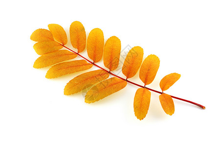 带彩色秋叶叶的交织黄色季节摄影白色团体红色叶子橙子静脉植物背景图片
