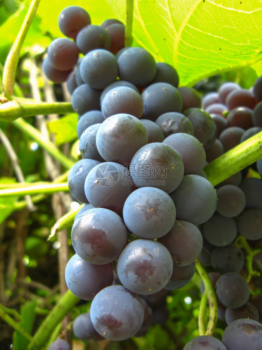 蓝色葡萄大团农业成长酒厂花园葡萄属紫色叶子水果食物尖端图片