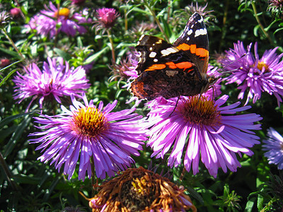 瓦内萨阿塔兰特的蝴蝶高清图片